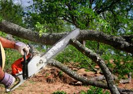 How Our Tree Care Process Works  in Rancho Cordova, CA